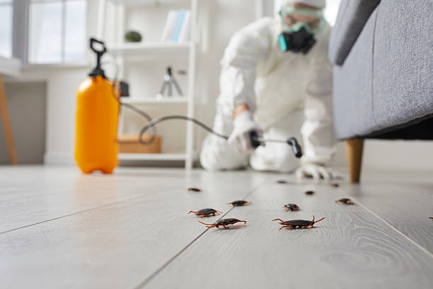 Post-Treatment Bed Bug Interceptor Monitoring in Nicholson